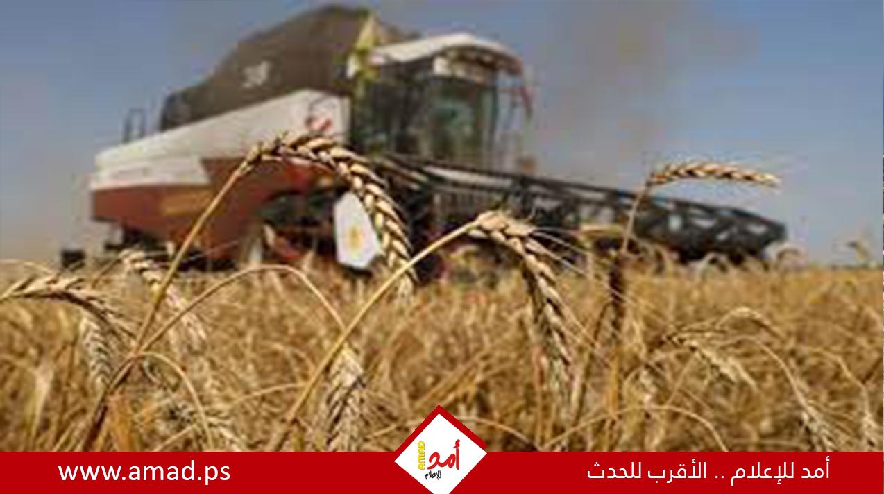 سلوفاكيا تمدد حظر استيراد الحبوب الأوكرانية