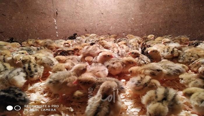 أول مزرعة في قطاع غزة لإنتاج طائر "الفر" -صور وفيديو