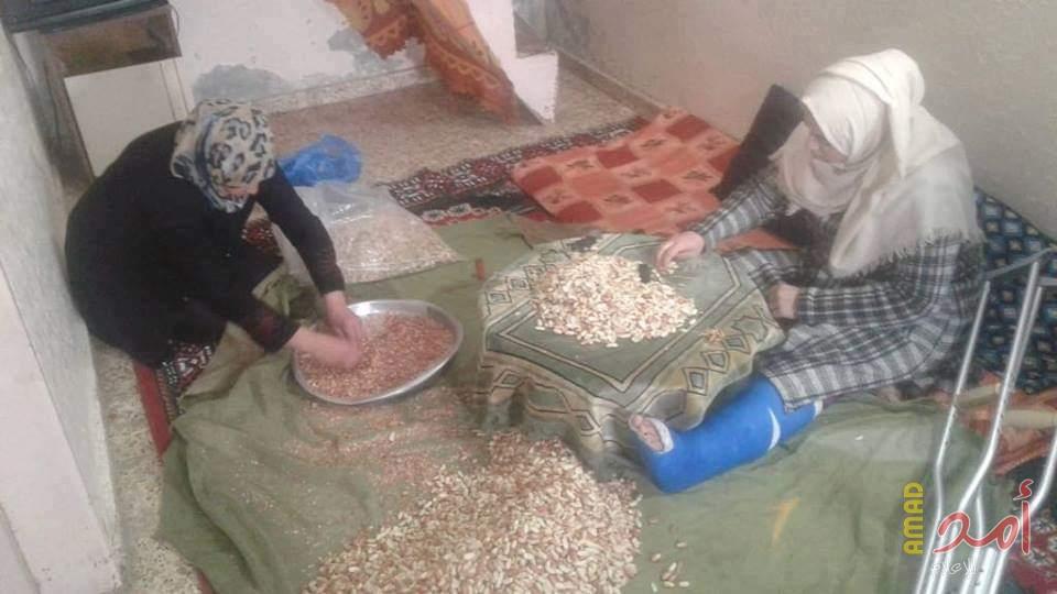 بالصور- "أكياس فستق" مصدر  رزق لأسرة غزية
