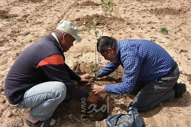 العمل الزراعي يزرع 4000 شجرة زيتون في المناطق الشرقية الحدودية لقطاع غزة