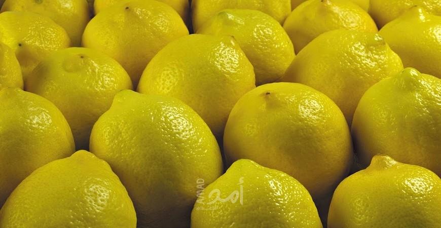 الزراعة بغزة تسمح للتجار باستيراد محصول الليمون