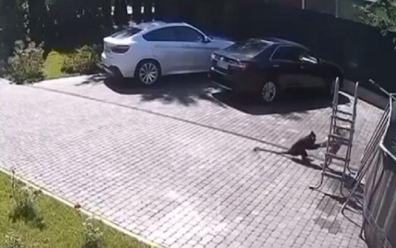 قرد يهاجم طفلة ويحاول خطفها والأم تفكها من بين أنيابه  في ضواحي موسكو