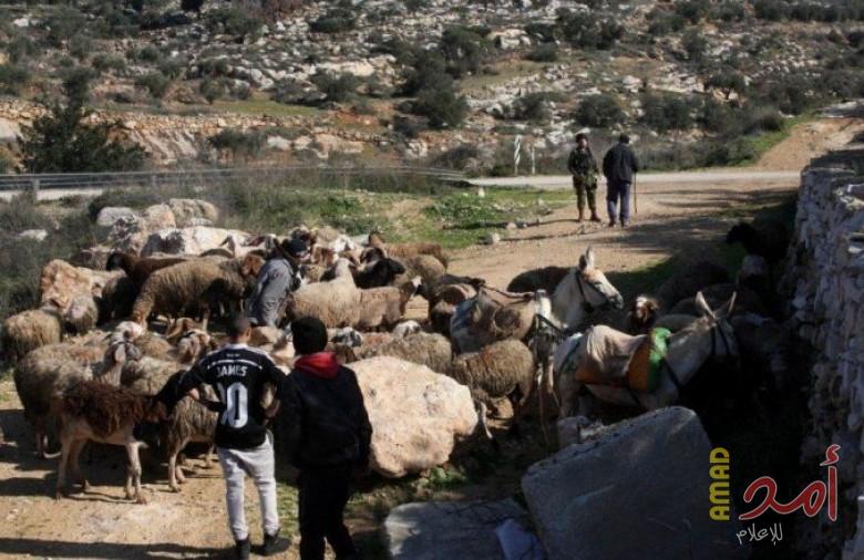 الخليل: جيش الاحتلال يطارد رعاة الأغنام في يطا