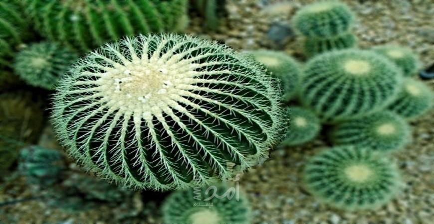 7 فوائد صحية غير متوقعة لتناول الصبار