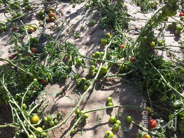 \'فاو\': الأضرار التي لحقت بالقطاع الزراعي في غزة سيكون لها آثار طويلة الأمد