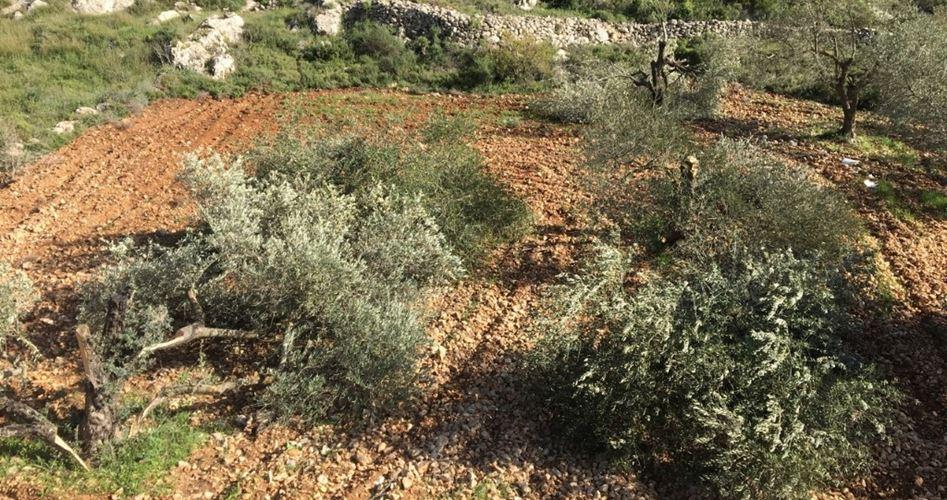 مستوطنون يقطعون مئات الأشجار المثمرة جنوب بيت لحم