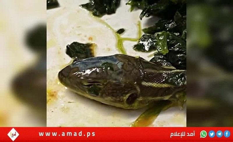 العثور على "رأس ثعبان" في وجبة طعام على متن طائرة ألمانية تركية - فيديو
