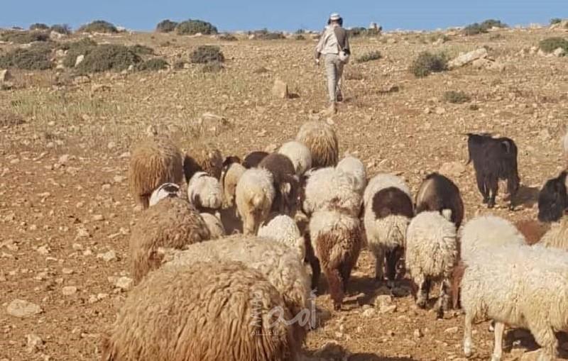 الخليل: مستوطنون يعتدون على المواطنين ويذبحون أغناما