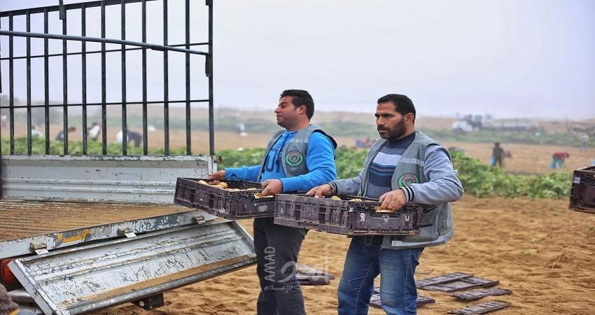 مجلس العمال ينفذ فعالية تطوعية لمساعدة العمال في جني محصول البطاطا- صور