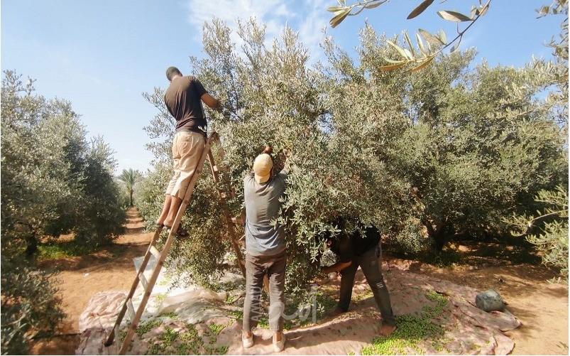 بمناسبة اليوم العالمي للبيئة.. غزة: اختتام فعاليات الأسبوع البيئي" لا نملك سوى أرض واحدة"
