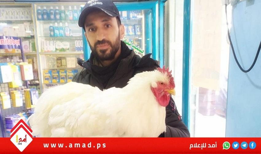 عبد الله الجوراني.. هاوٍ لتربية الطيور و"دجاج البراهمة" يعتلي سطح منزله البسيط - فيديو