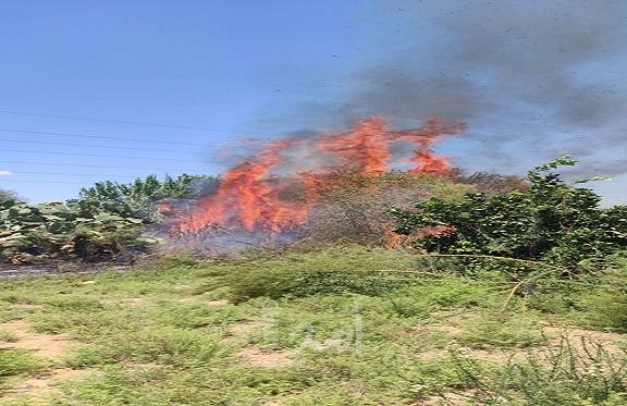 محدث.. النيران تلتهم دونمات كبيرة من أحراش بلدات إسرائيلية بفعل بالونات حارقة- فيديو وصور