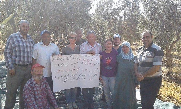 الشخصيات المستقلة بالضفة الغربية تشارك قطف الزيتون