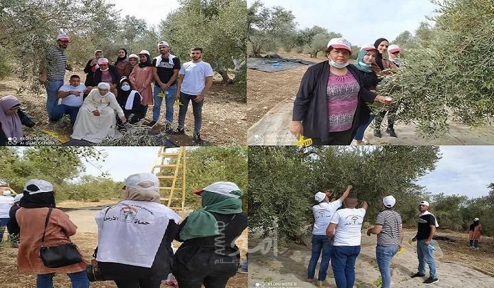 العمل النسائي ينظم يوم عمل تطوعي  في قطاف الزيتون مع الأهالي في يعبد