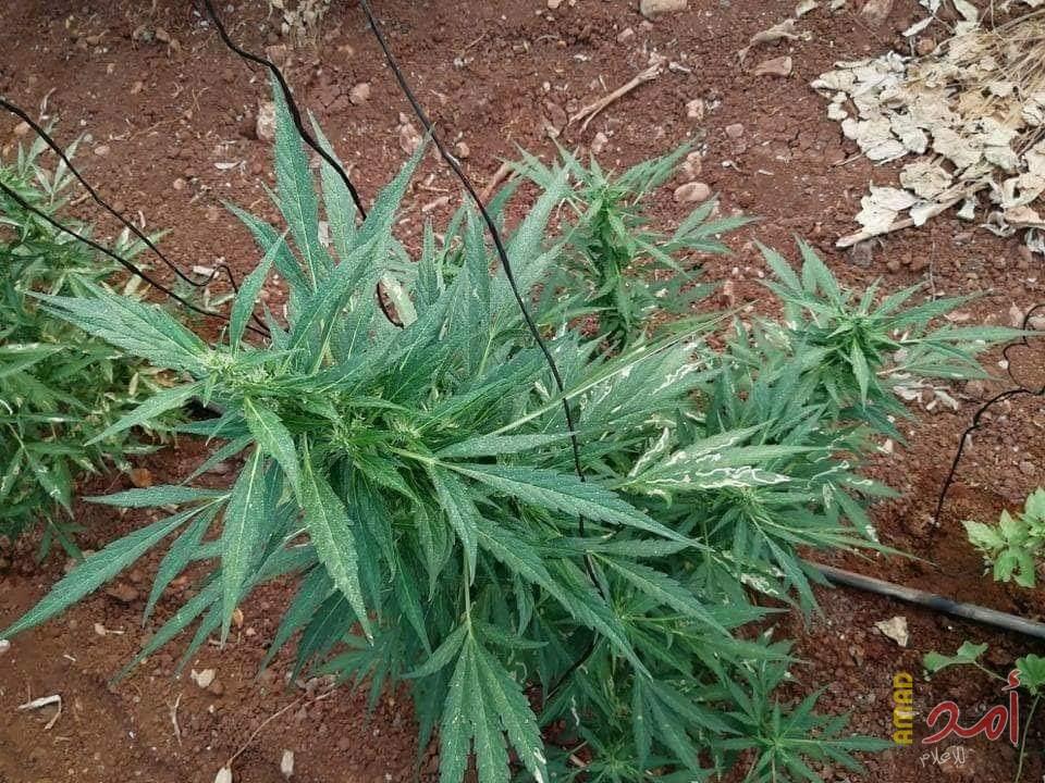 الضابطة الجمركية تضبط مشتل مخدرات شرق جنين