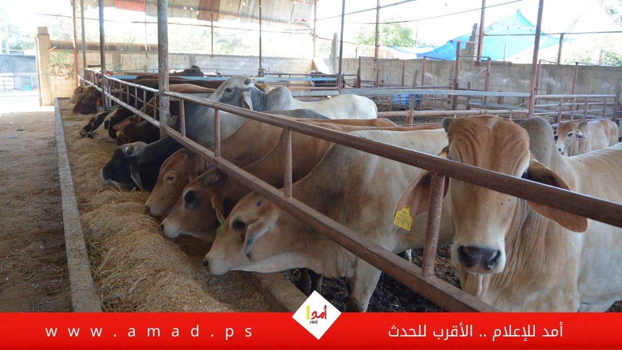 عشية عيد الأضحى في غزة:  "كساد" يضرب مزارع المواشي -  بالصور والفيديو