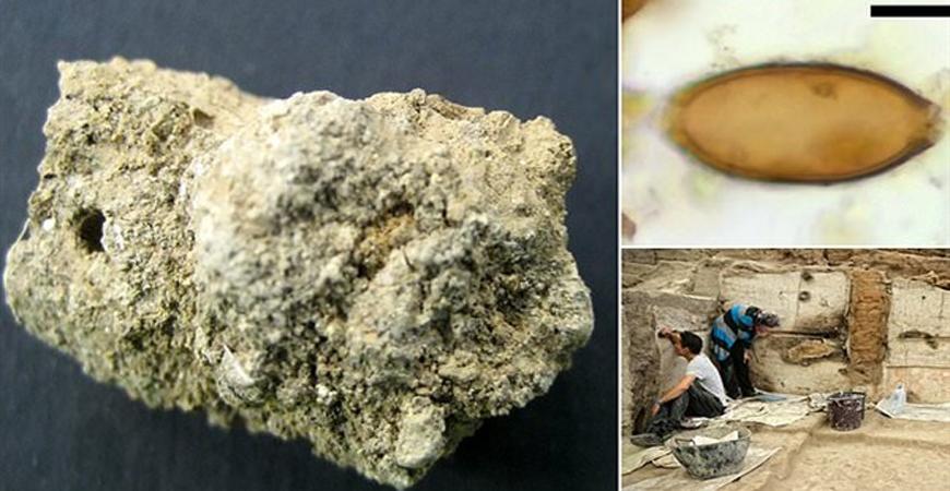 علماء يكتشفون أول حالة عدوى طفيلية في التاريخ