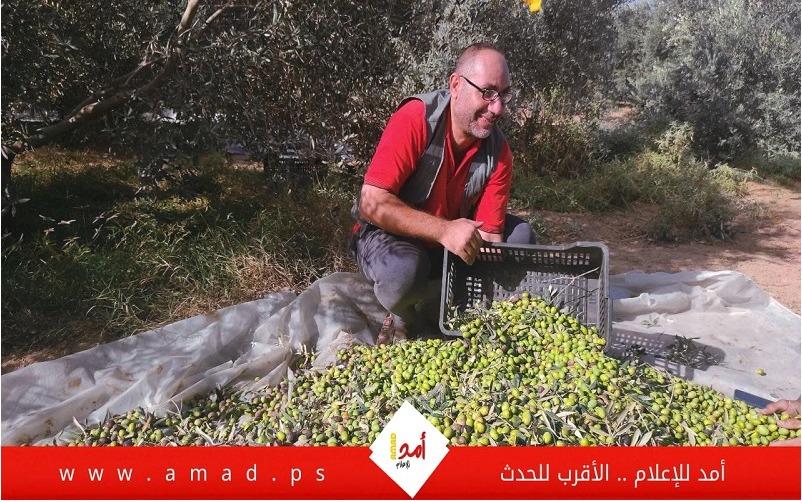 وزارة الزراعة تعلن بدء موسم "قطف الزيتون" في فلسطين