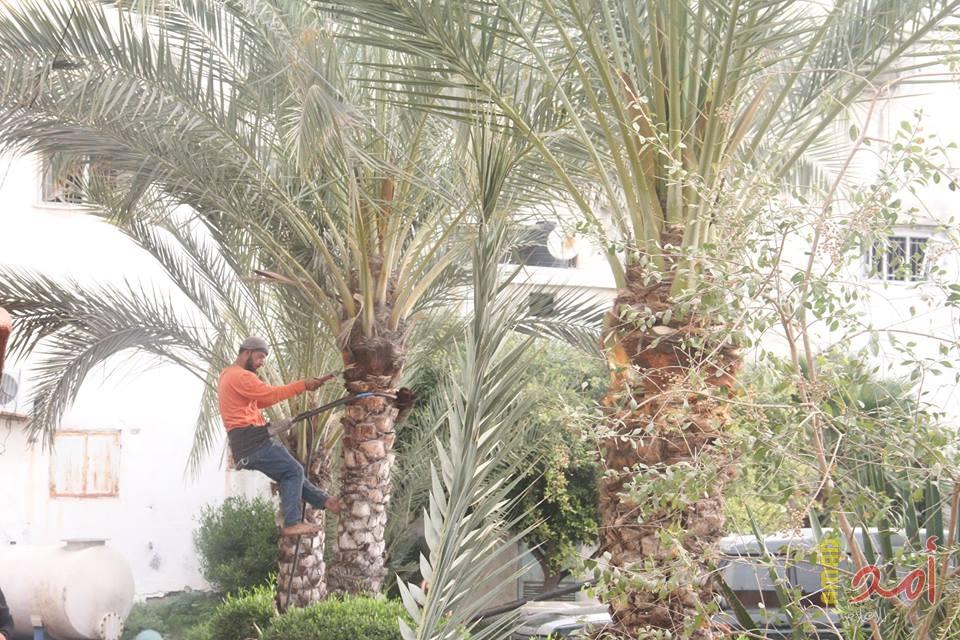 بالصور:  بلدية دير البلح تكثف جهودها استعداد لفصل الصيف
