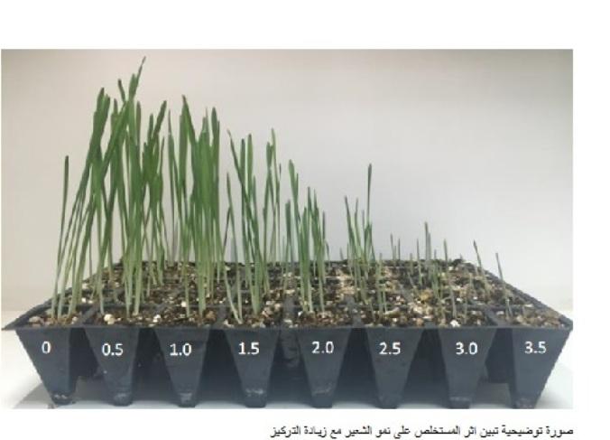جامعة خضوري .. انجاز علمي حول  استثمار خلاق لعشبة الواد الضارة للتربة والنبات