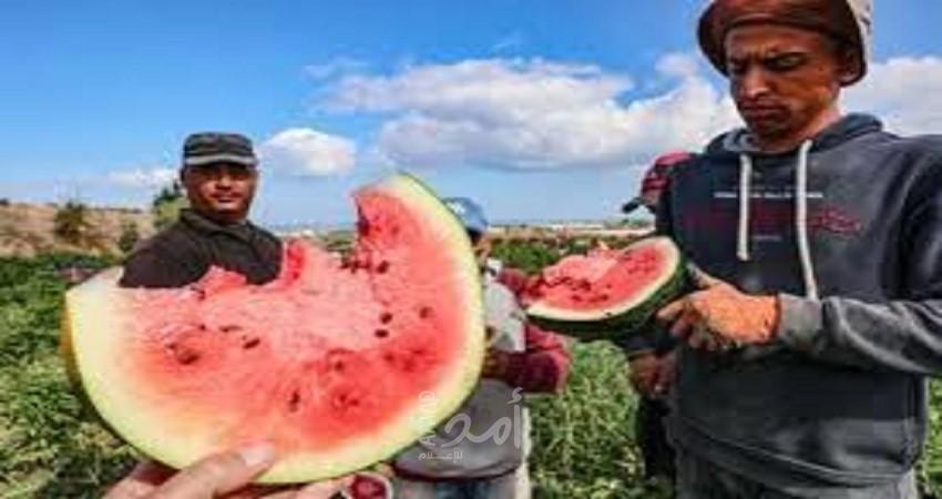 واشنطن بوست تكتب عن قيمة البطيخ الرمزية لوحدة الفلسطينيين