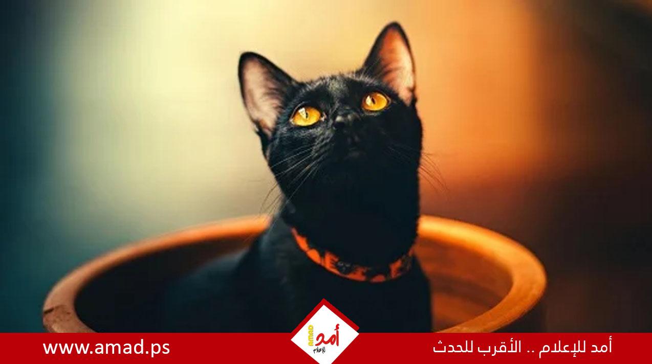 تفسير رؤية القط الأسود في علم الطاقة