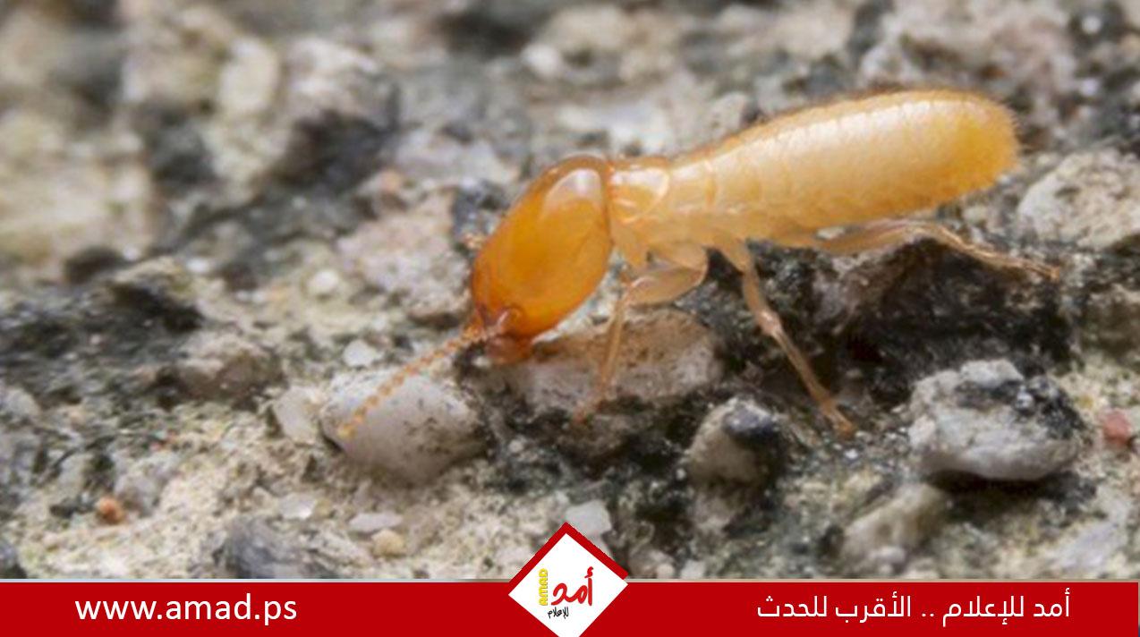 أسباب ظهور النمل الأبيض وطرق التخلص منه