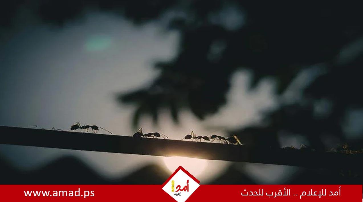 اكتشاف نوع نمل من ملكات فقط ويتكاثر دون ذكور