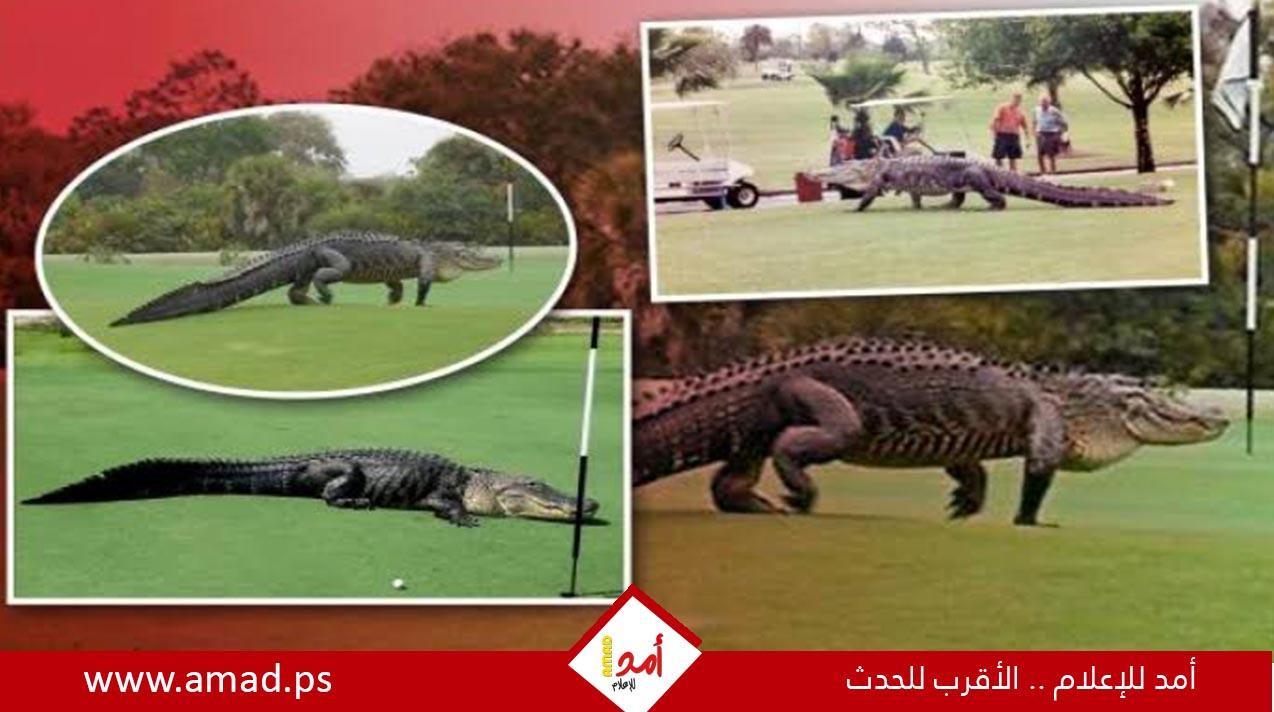 تمساح عملاق يقتحم ملعب جولف شهيرا وسط ذهول اللاعبين