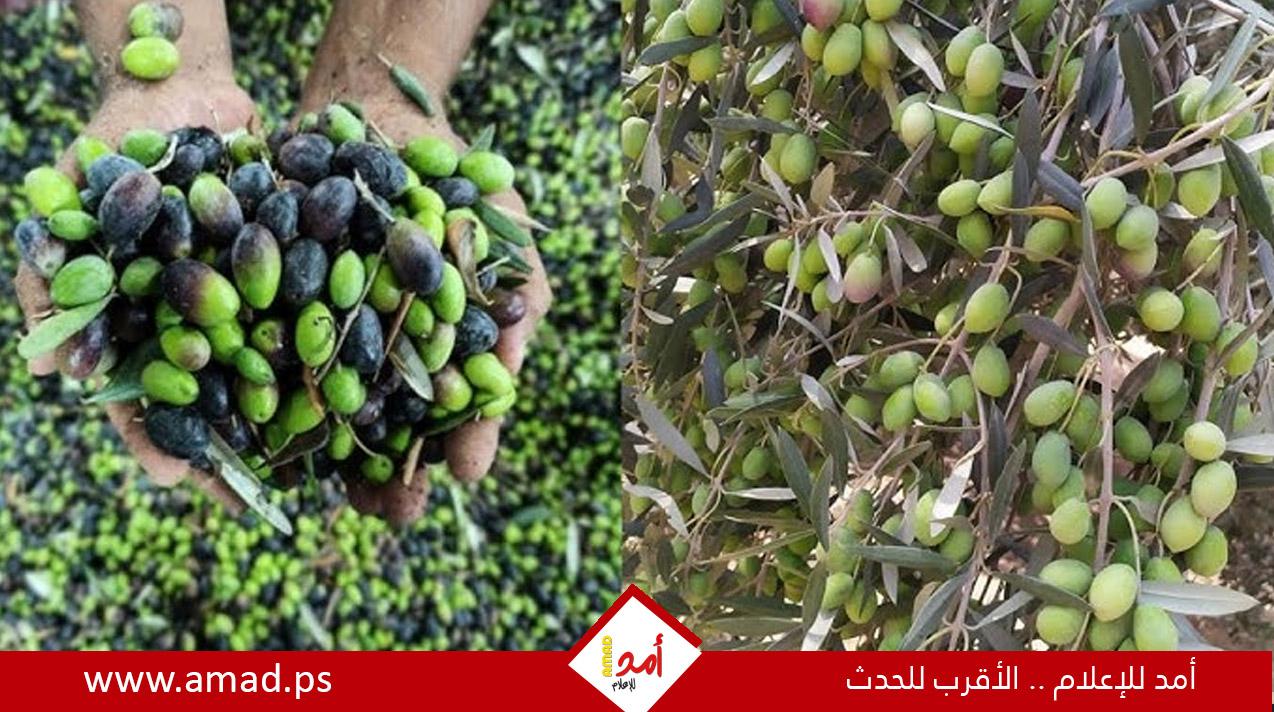 تقرير:موسم الزيتون في فلسطين..صمود أخضر بمواجهة الإرهاب الاستيطاني