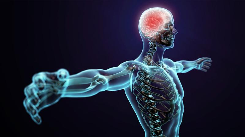 فيتامين مهم لصحة الدماغ والأعصاب
