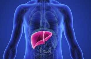 علماء يبتكرون أكبادا مصغرة تُحقن فى الجسم لتتولى وظائف الكبد الفاشل