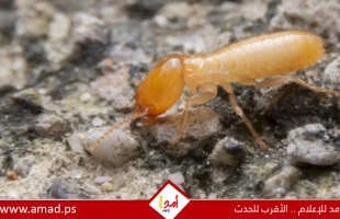 خلطة سحرية تقضي نهائيا على مشكلة ظهور النمل في الصيف